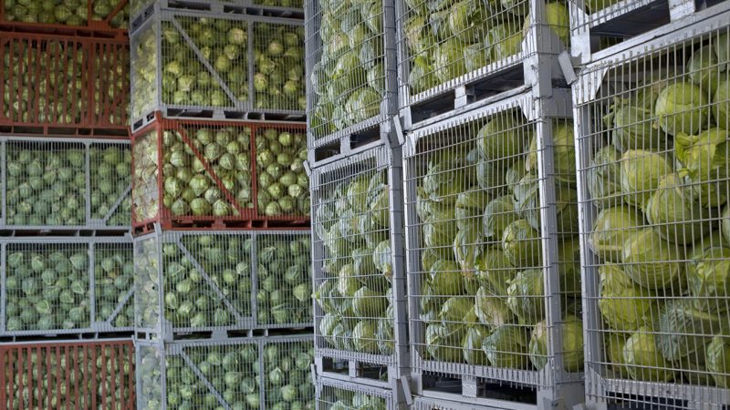 Die besten Möglichkeiten, um Kohl im Winter im Keller zu lagern