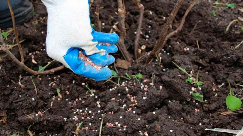 Wie und wie man Himbeeren im Herbst füttert