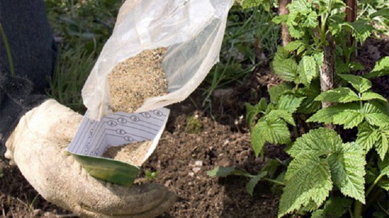 Wie und wie man Himbeeren im Herbst füttert