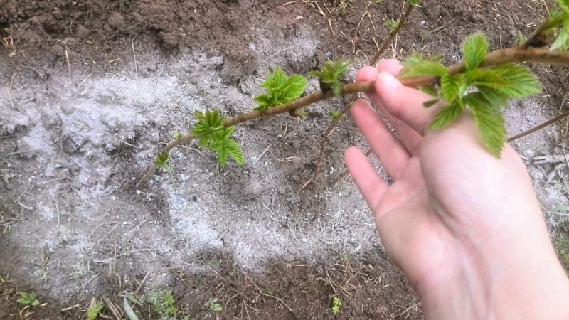 Wie und wie man Himbeeren im Herbst füttert