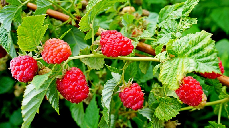 Wann ist es besser, Himbeeren in der mittleren Gasse zu pflanzen - im Frühjahr oder Herbst