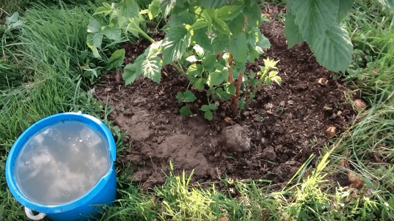 Wie und wie man Himbeeren im Herbst füttert