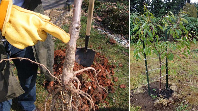 Eine Anleitung, wie man Kirschen im Herbst richtig pflanzt und Fehler vermeidet