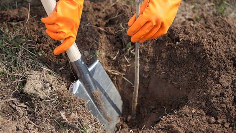 Eine Anleitung, wie man Kirschen im Herbst richtig pflanzt und Fehler vermeidet