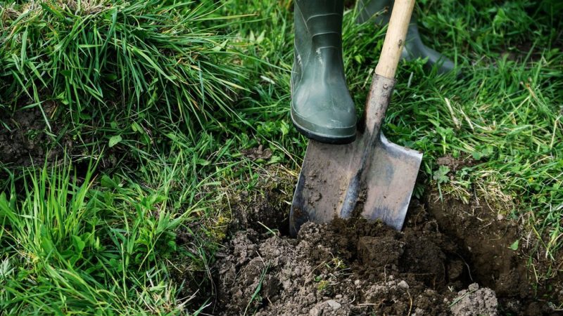 Eine Anleitung, wie man Kirschen im Herbst richtig pflanzt und Fehler vermeidet