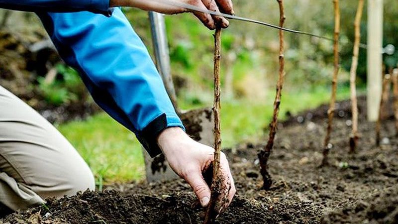 Wie man Himbeeren im Herbst richtig pflanzt und weiter pflegt