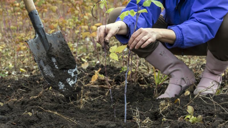 Wie man Himbeeren im Herbst richtig pflanzt und weiter pflegt