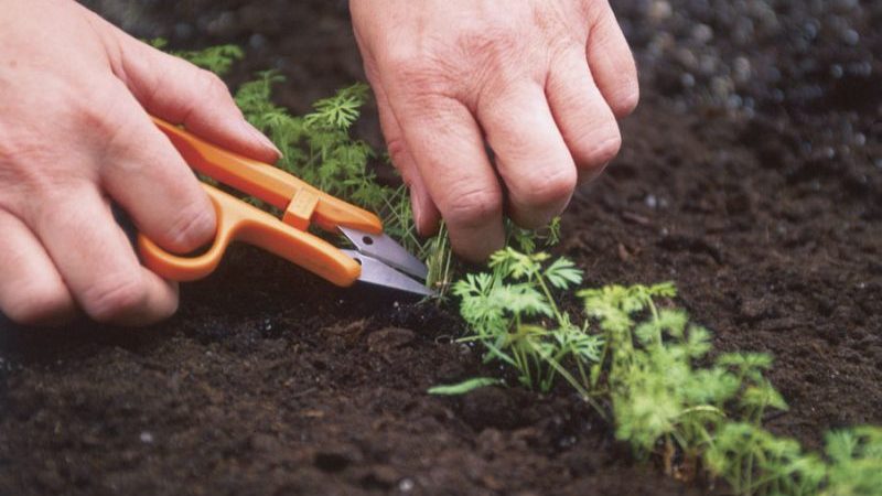 Schritt-für-Schritt-Anleitung für Gärtneranfänger: Wie man Karotten richtig ausdünnt und wofür