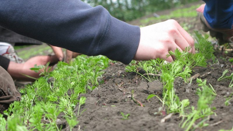 Schritt-für-Schritt-Anleitung für Gärtneranfänger: Wie man Karotten richtig ausdünnt und wofür