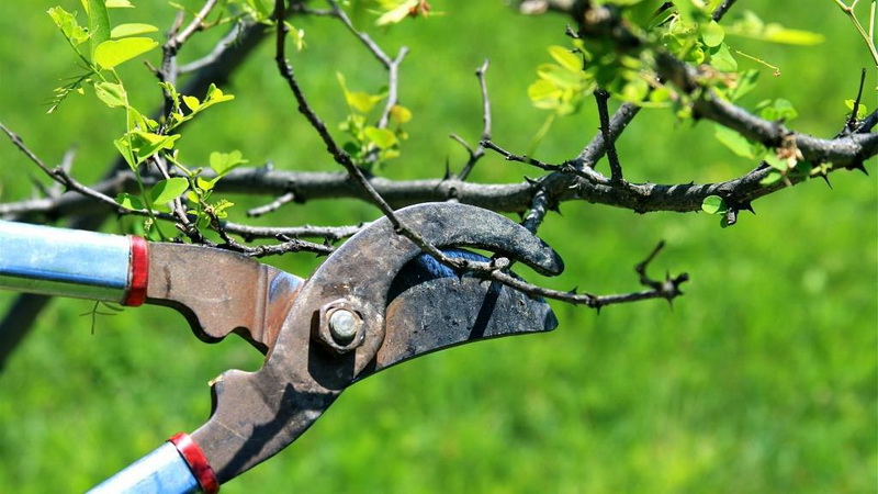 Wie man eine Aprikose im Herbst richtig beschneidet und warum man sie braucht