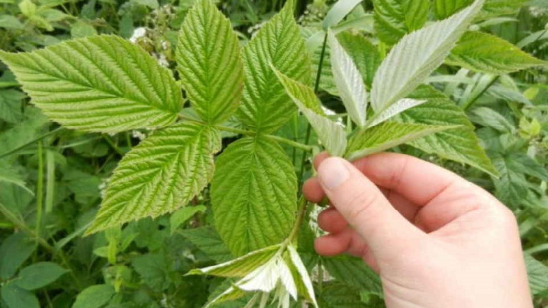 Anleitung zur Pflege von Himbeeren im Frühjahr nach dem Winter und Ratschläge von erfahrenen Gärtnern