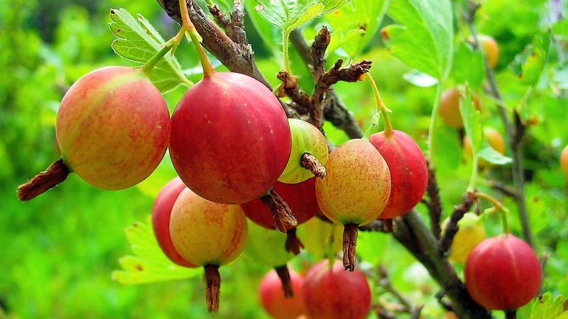 Wie man Stachelbeeren für den Winter im Gefrierschrank richtig einfriert: die besten Möglichkeiten