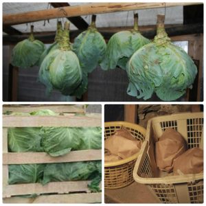 Bewährte Möglichkeiten, um Kohl im Winter auf dem Balkon frisch zu halten