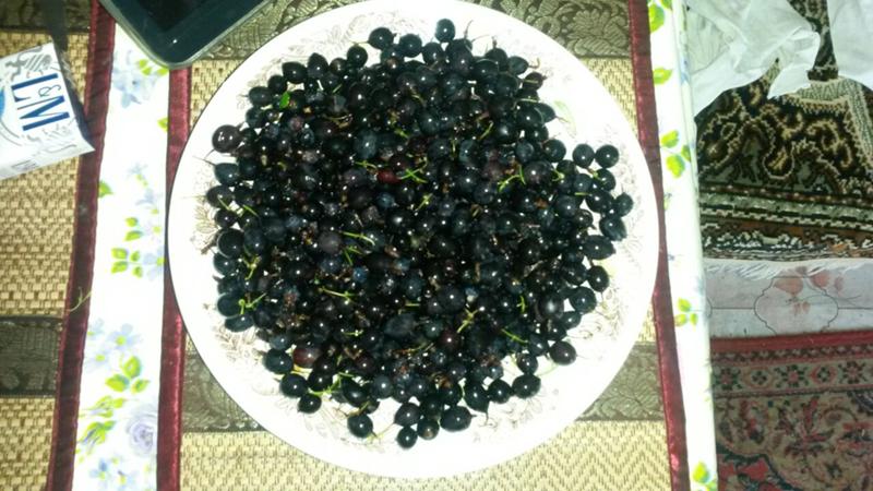 Die besten Möglichkeiten, schwarze Johannisbeeren zu Hause zu trocknen