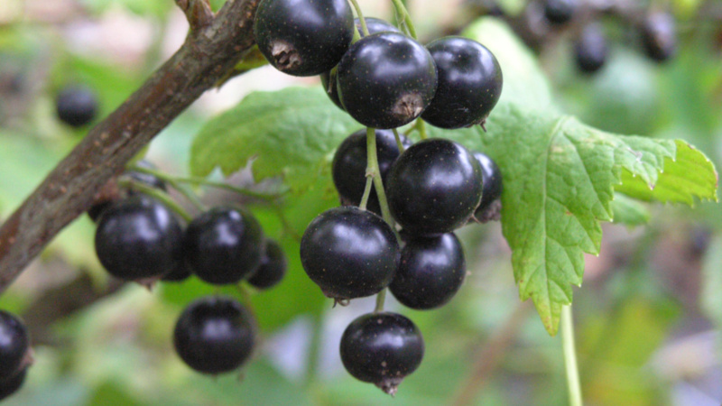 Die besten Möglichkeiten, schwarze Johannisbeeren zu Hause zu trocknen