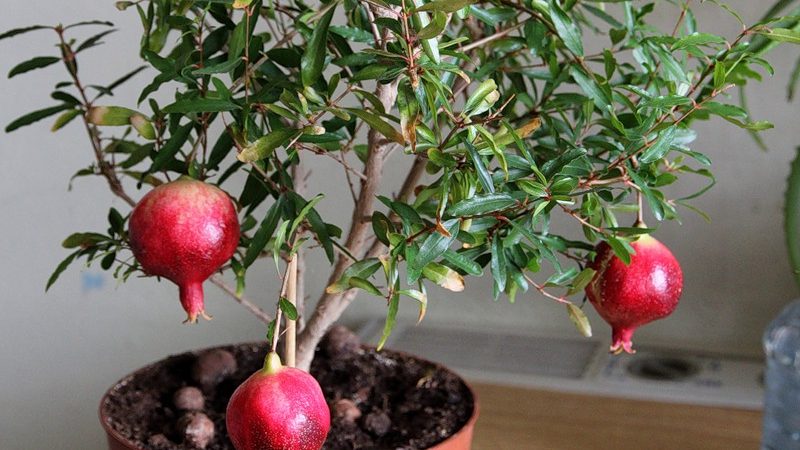 Ein Leitfaden für Anfänger: Wie man einen Granatapfel im Topf zu Hause pflegt