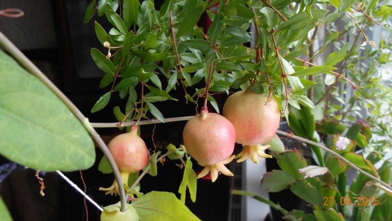 Ein Leitfaden für Anfänger: Wie man einen Granatapfel im Topf zu Hause pflegt