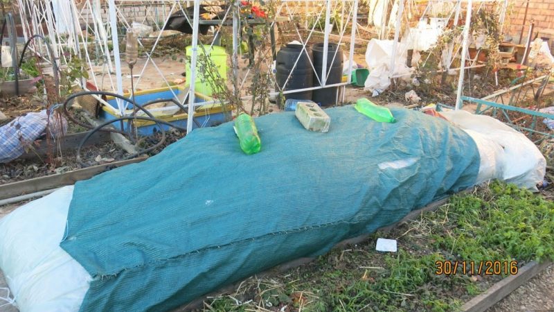 Schritt-für-Schritt-Anleitung, wie Feigen für den Winter richtig abgedeckt und der Baum auf die Kälte vorbereitet werden