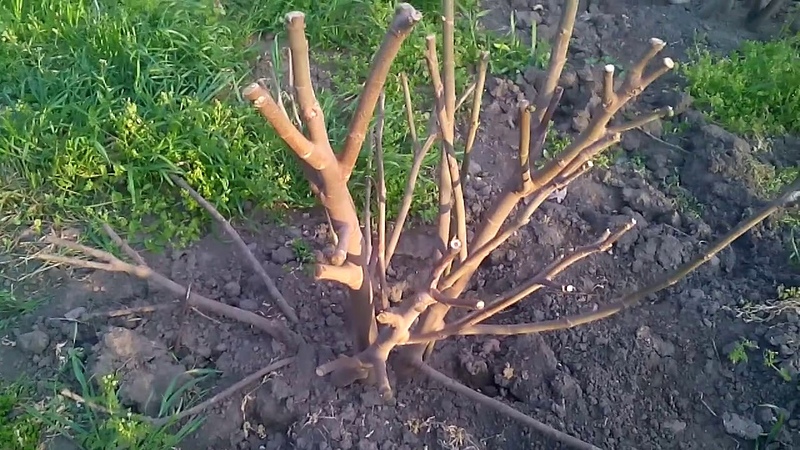 Schritt-für-Schritt-Anleitung, wie Feigen für den Winter richtig abgedeckt und der Baum auf die Kälte vorbereitet werden