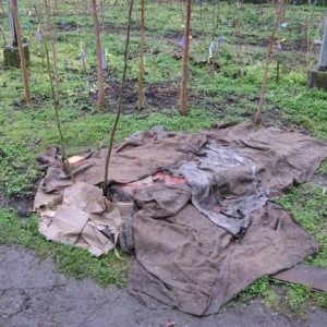 Schritt-für-Schritt-Anleitung, wie Feigen für den Winter richtig abgedeckt und der Baum auf die Kälte vorbereitet werden