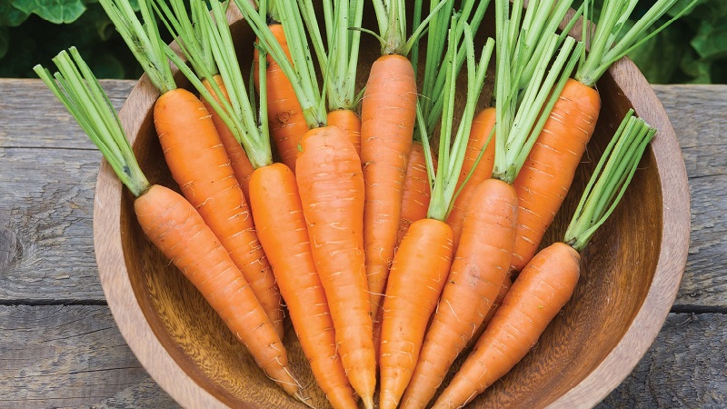 Kaloriengehalt, Vitamine und Nährwert von frischen und gekochten Karotten