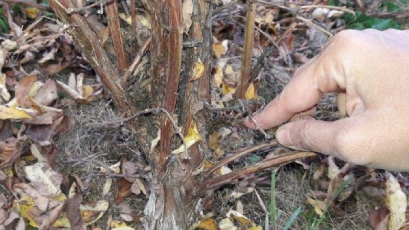 Wann und wie man Geißblatt im Herbst für eine gute Ernte beschneidet