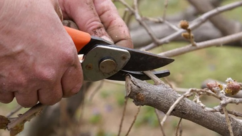 Wann und wie man Geißblatt im Herbst für eine gute Ernte beschneidet