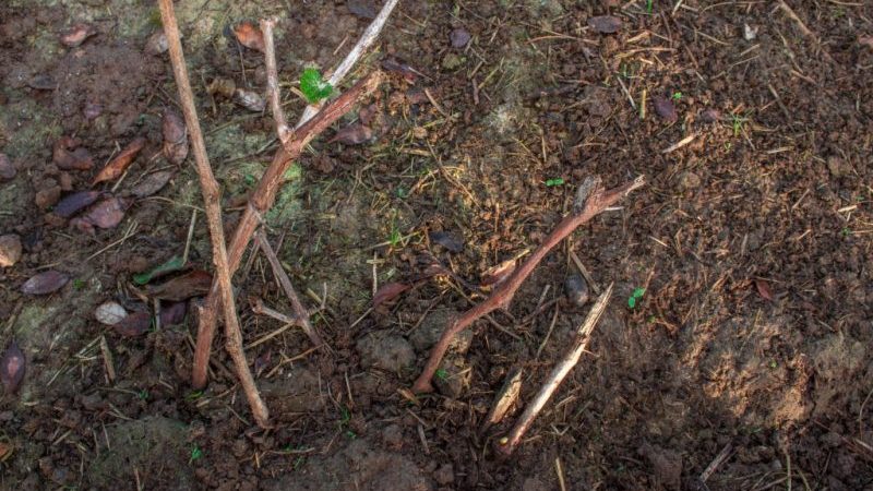 Wann und wie man Trauben im Herbst richtig an einen anderen Ort verpflanzt