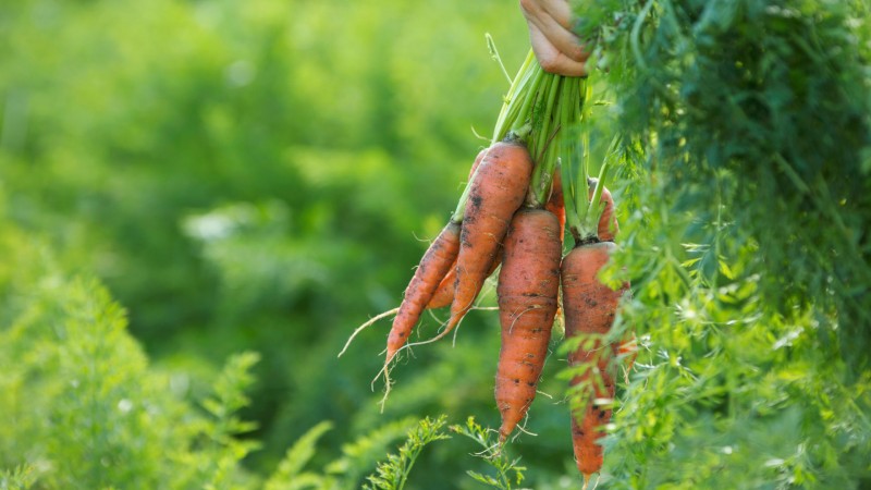 So bestimmen Sie, wann Karotten aus dem Garten gelagert werden sollen