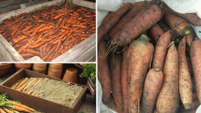 So bestimmen Sie, wann Karotten aus dem Garten gelagert werden sollen