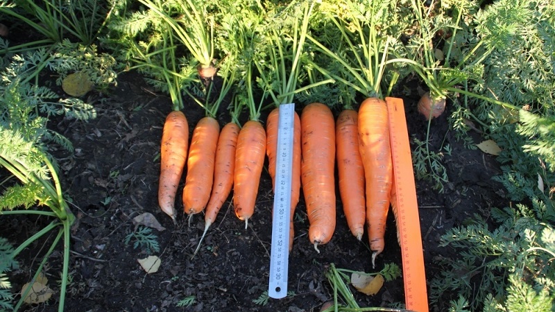 So bestimmen Sie, wann Karotten aus dem Garten gelagert werden sollen