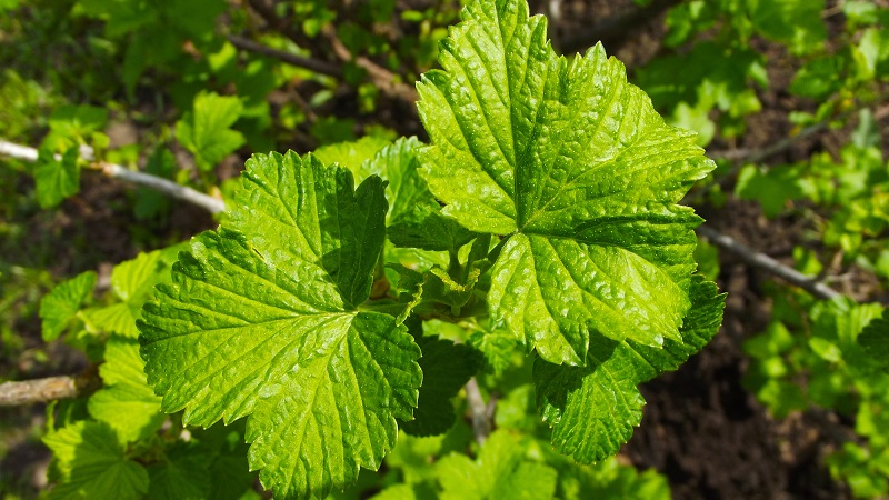 Die besten Möglichkeiten, schwarze Johannisbeeren zu Hause zu trocknen