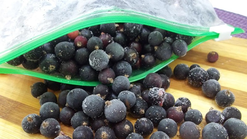 Die besten Möglichkeiten, schwarze Johannisbeeren für den Winter im Gefrierschrank einzufrieren