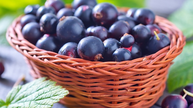 Die besten Möglichkeiten, schwarze Johannisbeeren für den Winter im Gefrierschrank einzufrieren