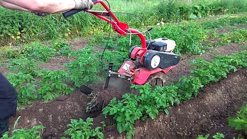 Die besten Möglichkeiten, Kartoffeln zu jäten