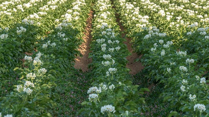 Die besten Möglichkeiten, Kartoffeln zu jäten