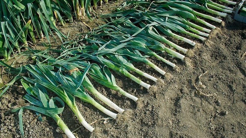 Was tun mit der Ernte? Kann Lauch für den Winter im Boden belassen werden und wie kann er am besten für die Überwinterung vorbereitet werden?