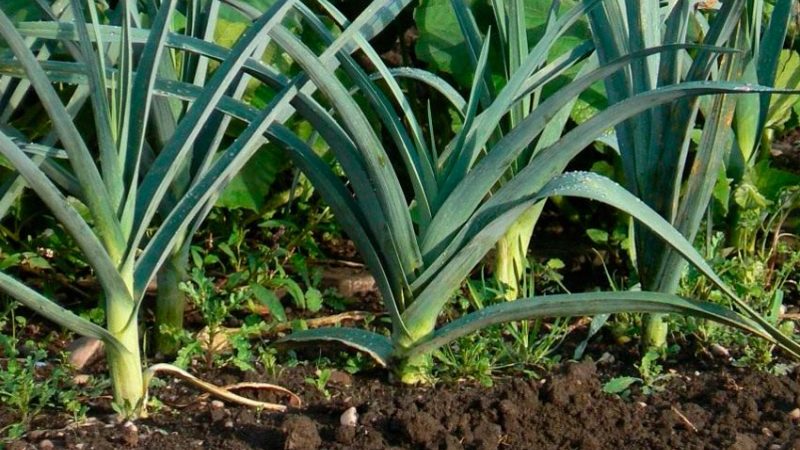 Was tun mit der Ernte? Kann Lauch für den Winter im Boden belassen werden und wie kann er am besten für die Überwinterung vorbereitet werden?