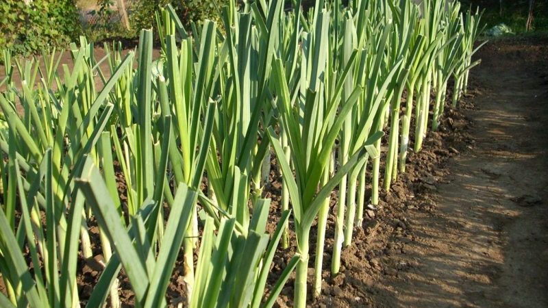 Was tun mit der Ernte? Kann Lauch für den Winter im Boden belassen werden und wie kann er am besten für die Überwinterung vorbereitet werden?