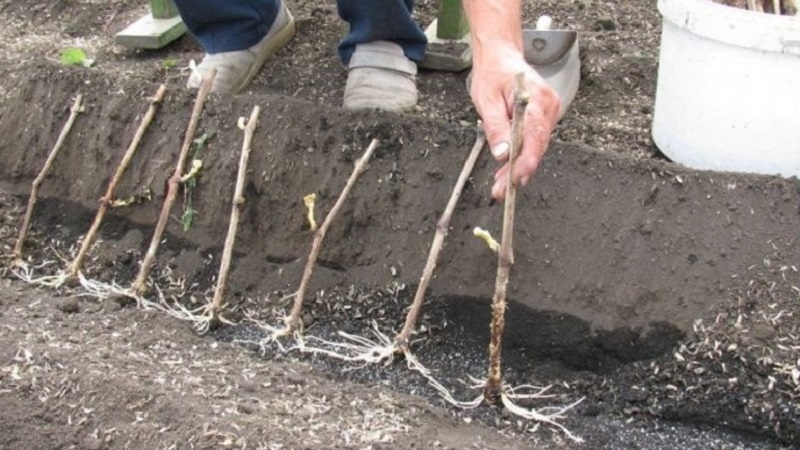 Lagermethoden für Stecklinge im Winter und Keimung im Frühjahr