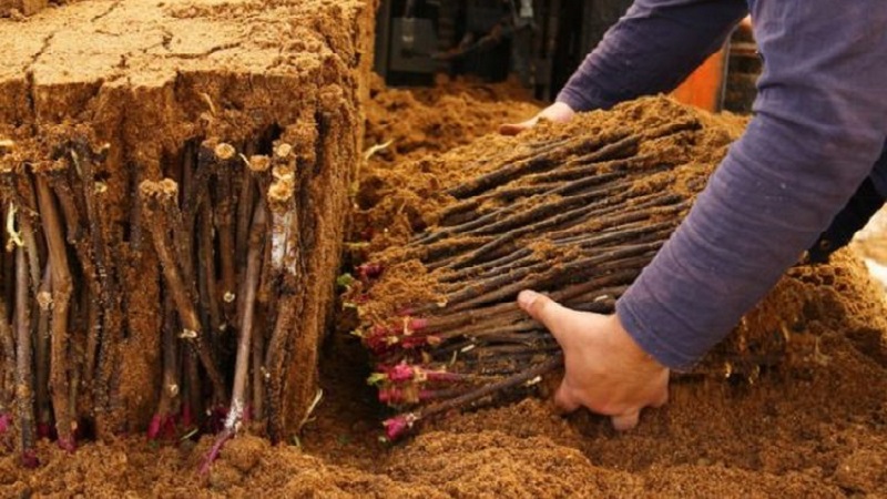 Lagermethoden für Stecklinge im Winter und Keimung im Frühjahr