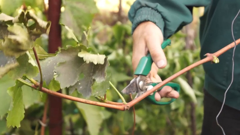 Lagermethoden für Stecklinge im Winter und Keimung im Frühjahr