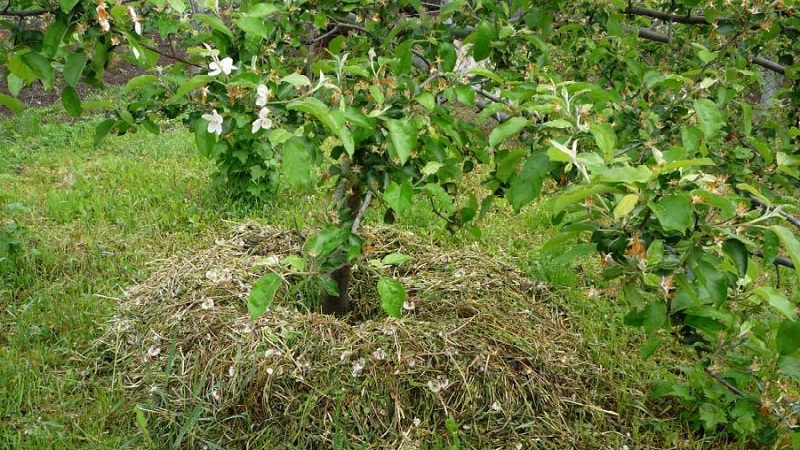 Ist es möglich, Kartoffeloberteile in einen Komposthaufen zu legen und wie man sie sonst auf der Baustelle anbringt?