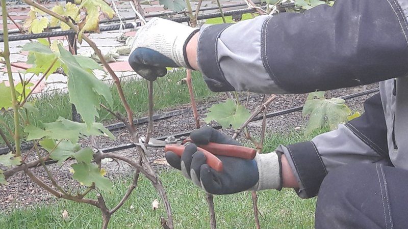 Wann und wie man Trauben im Herbst richtig beschneidet und nach dem Eingriff pflegt