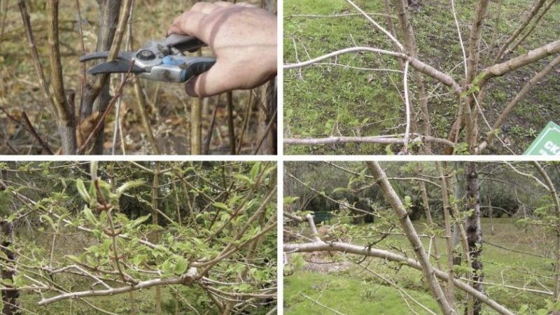 Wie man Viburnum im Herbst richtig beschneidet (normal und dekorativ)