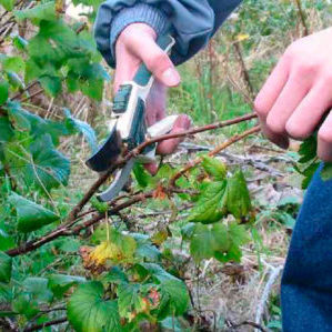 Ein Leitfaden für Anfänger, um Johannisbeeren im Herbst richtig zu beschneiden