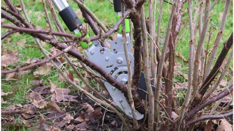 Ein Leitfaden für Anfänger, um Johannisbeeren im Herbst richtig zu beschneiden