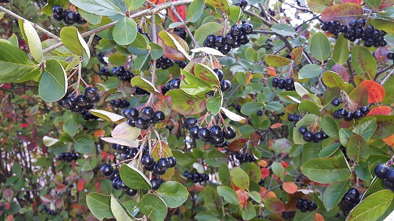 Anleitung zum Beschneiden von Apfelbeeren im Herbst für Gärtneranfänger