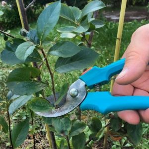 Anleitung zum Beschneiden von Apfelbeeren im Herbst für Gärtneranfänger