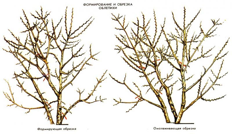 Schritt-für-Schritt-Anleitung zum Beschneiden von Sanddorn im Herbst